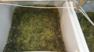 Разведение осетров. Часть 4 Получение малька осетра