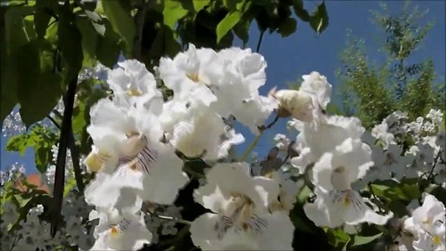 + Воронежские красоты смотреть онлайн