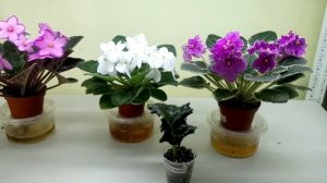 Укорененный лист фиалки долго не даёт деток, что делать?