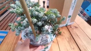 Пихта корейская Kohouts Icebreaker, горшок С5 за 7300 рублей? от ОПТ-ХОЗ ?ОБЗОР ПОСЫЛКИ...