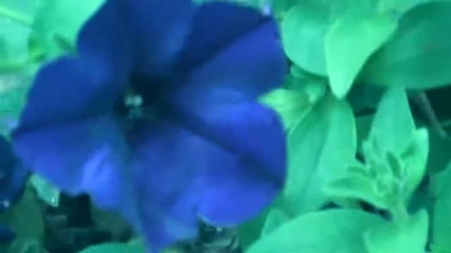 Настройка на синий цвет смотреть онлайн