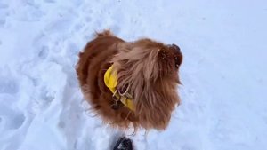 О породах кинг чарльз спаниель и кавалер кинг чарльз спаниель.