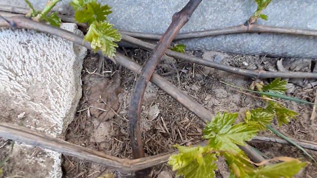 Влияние неправильной формировки на формировку соцветий. смотреть онлайн