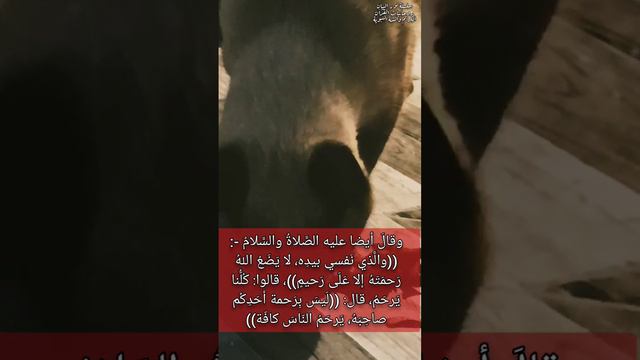 إرحموا من في الارض يرحمكم من في السماء #احاديث_نبويه #روحانيات_القرآن الكريم_والسنة النبوية