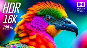 Потрясающая демонстрация 16K HDR 120FPS Dolby Vision