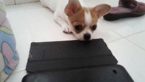 Воет как волк! Мааленькая Чихуахуа.