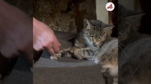 Мышиная напасть на СВО: как бойцы борются с мышами?