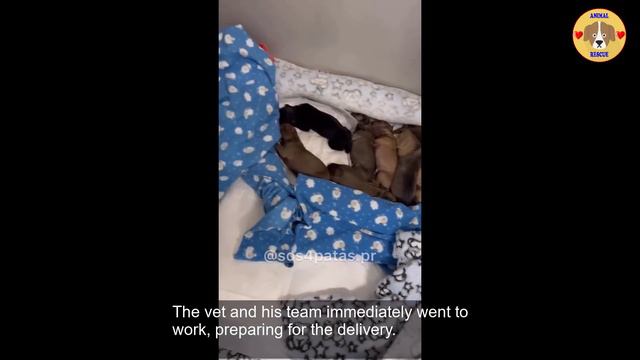 63 Days Pregnant Dog Ran to My Gate Asking for Help смотреть онлайн