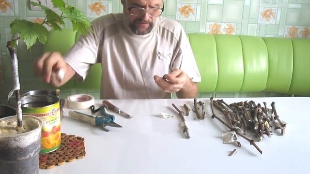 Размножение винограда черенками в домашних условиях. Как вырастить виноград в домашних условиях