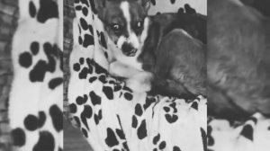 Ной отдыхает