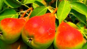 ГРУШИ ПОЛЬЗА // ЧЕМ ПОЛЕЗНЫ ГРУШИ ?