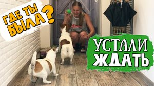 Дождались! Как джек рассел терьеры радуются встрече с хозяйкой
