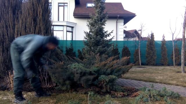 Создание бонсая Ниваки из можжевельника.