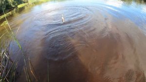 Ловля на быстрой реке на спиннинг. Кренк Pontoon 21 Hypnose 38мм 3.8г.