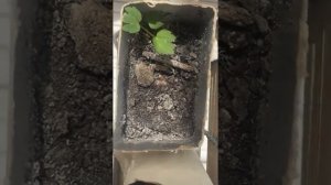 Выращивание фисташки из семени Growing pistachio