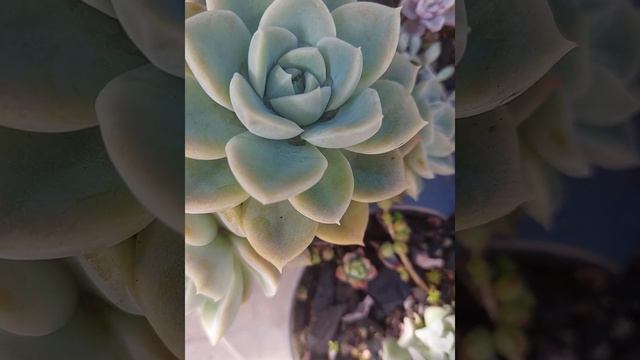 saiba diferenciar a suculenta albicans da fantome смотреть онлайн