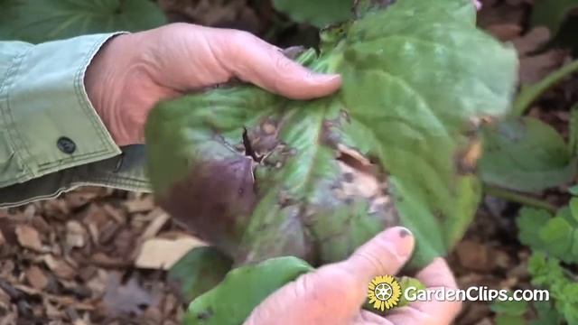 Bergenia cordifolia - Elephant Eared Saxifrage - Elephant Ears - Pig Squeak - How to grow Bergenia смотреть онлайн