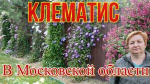 Клематис в Московской области. Июль 2022 год.