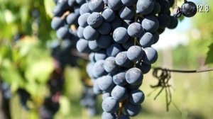 Soligor 28mm f2.8 - vintage lens review and test