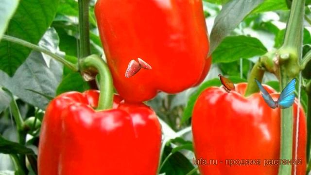 Перец сладкий Калифорнийское чудо ? обзор: как сажать, семена перца Калифорнийское чудо