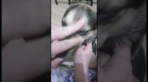 Как правильно давать таблетку собаке.