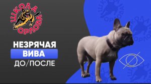 Воспитать слепую агрессивную собаку, спасенную от усыпления? Это реально!