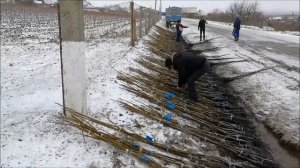 Отправка саженцев на экспорт. Ноябрь 2016