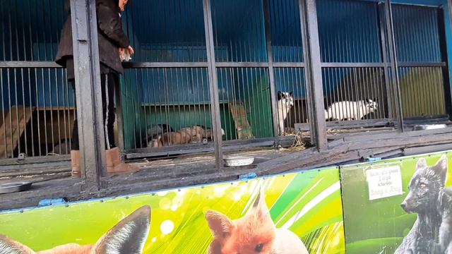 Выездной зоопарк / 29.02.2020г. смотреть онлайн