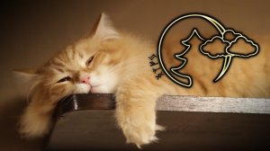 Релакс для сна, Мурлыканье кошки, Рыжий кот   Relax for sleep A purring cat, Red Cat