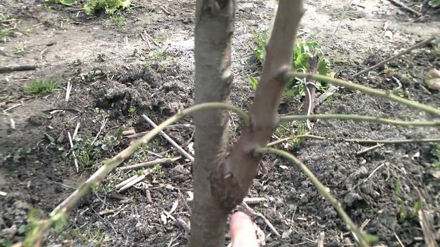 Kalemljene 2 vrste voca na jednoj podlozi (nektarina i badem) смотреть онлайн