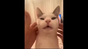 кот француз 10 часов | 10 часов