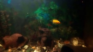 Речной рак в аквариуме