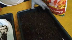 ?ЗЕЛЕНЬ НА ПОДОКОННИКЕ - Мята перечная на ОКНЕ - как вырастить мяту в квартире в горшке - 2 СПОСОБА