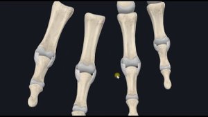 Межфаланговые суставы кисти (art. interphalangeae manus) 3D Анатомия