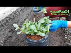 Посадка петуний в открытый грунт и обзорчик с прошлого года.