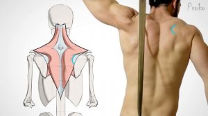 How to Draw Upper Back Muscles - Form