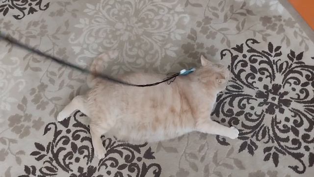 Очень толстый рыжий кот Степа любит играть и кушать смотреть онлайн