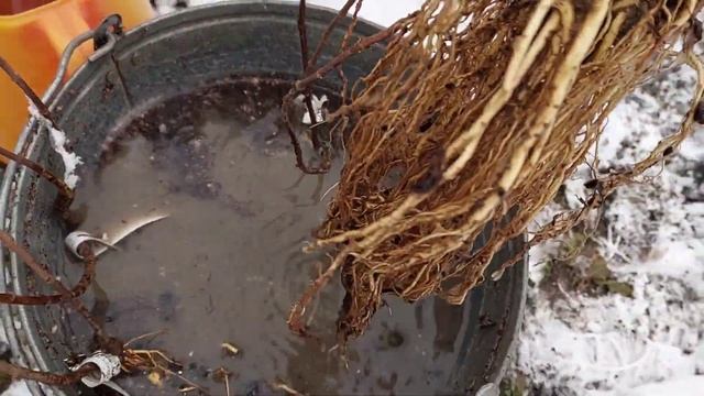 #посадка_гортензий Скоро зима! А я высадила метельчатые гортензии! смотреть онлайн