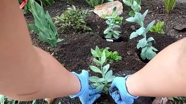 Эустома. Высаживаю рассаду эустомы на клумбы. Подведение итогов рассадного сезона 2019