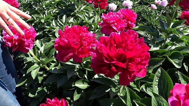 Поздний темно-красный пион OLD FAITHFUL / Сад Ворошиловой смотреть онлайн