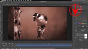 How to Sepia-tone your Photos/Video with Photoshop and Adobe Camera Raw! Newb to Advanced Tricks!