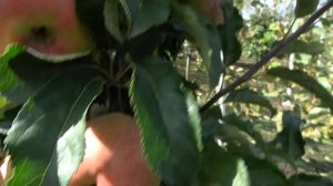 Устойчивый к заболеваниям поздне-зимний сорт / Яблоня ГОЛИДА