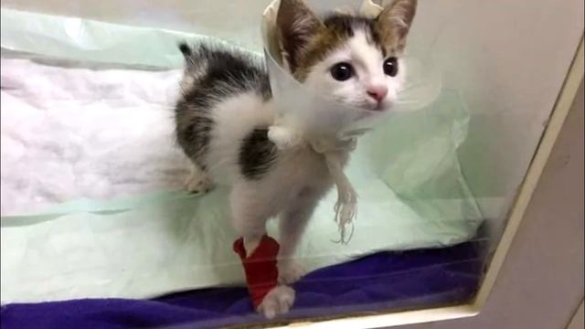 Женщина услышала тихий плач из мусорного бака и нашла котёнка, она ещё не знала насколько он редкий смотреть онлайн