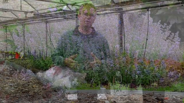Nepeta Production Tips | Walters Gardens смотреть онлайн