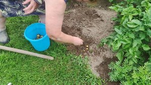 7 июля пробная копка картошки