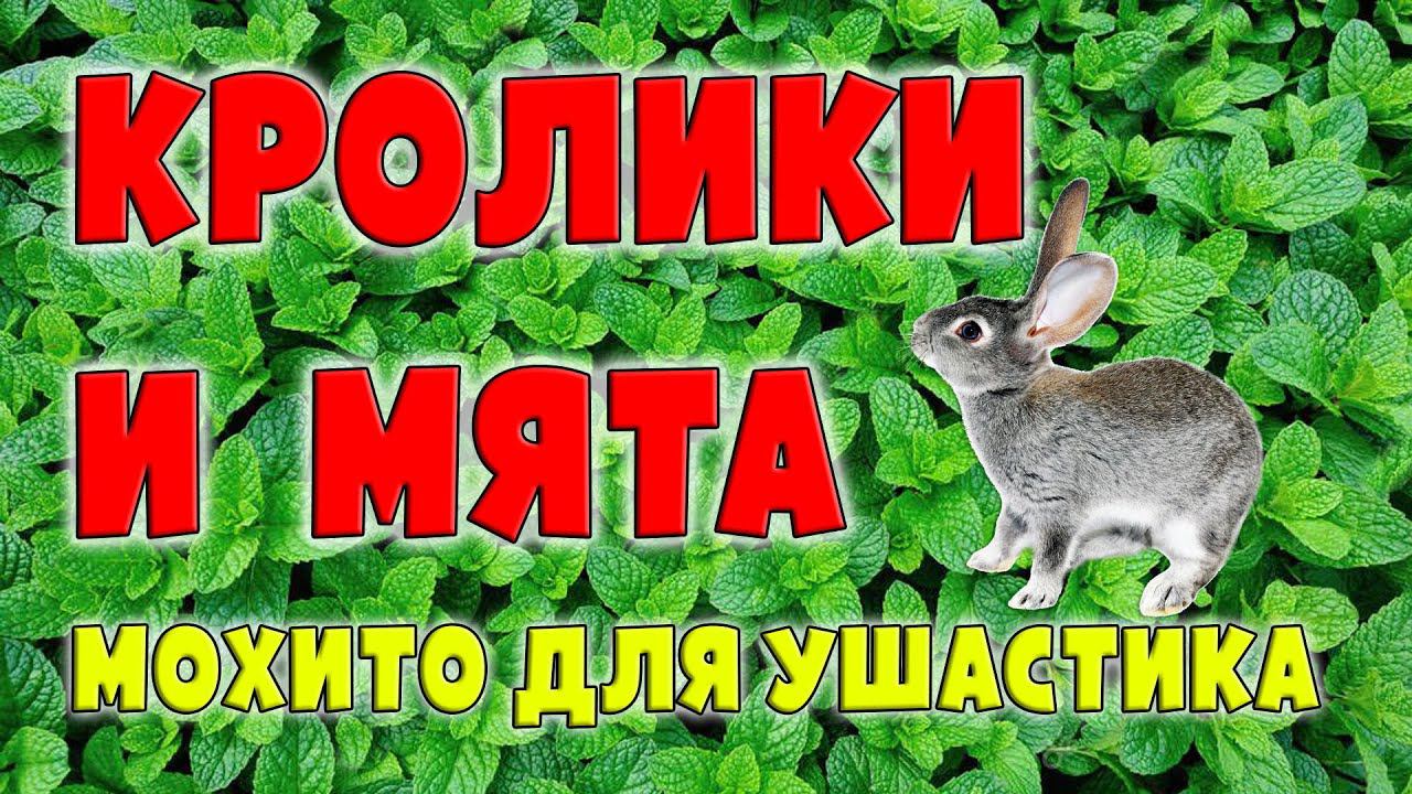 КРОЛИКИ и МЯТА / Мохито для ушастика