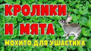 КРОЛИКИ и МЯТА / Мохито для ушастика