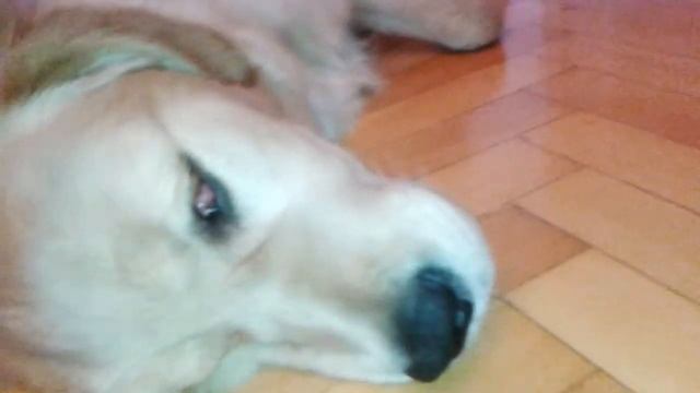 Голди скулит во сне...) смотреть онлайн