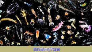 Карточки Домана. МОРСКИЕ ОБИТАТЕЛИ для детей.