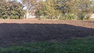 Такого урожая мы ещё не видели. Деревенская жизнь